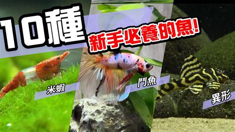 魚缸養什麼魚好|10種激推!給新手的魚~養這些!讓你告別養魚殺手~【憩魚水族】